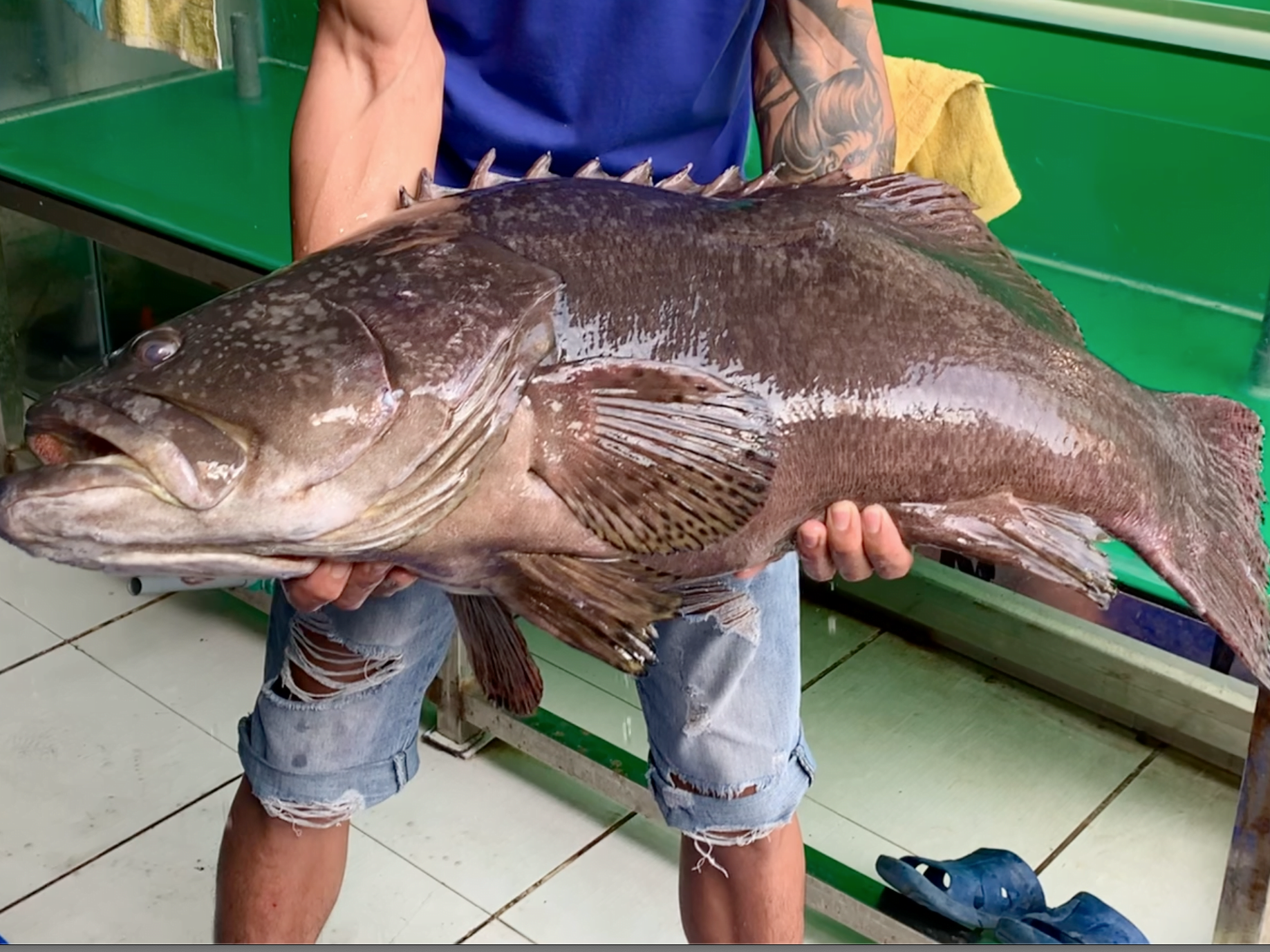 Cá mú bông  Cá mú nghệ  Giá 1kg bao nhiêu tiền